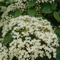 Viburnum hupehense